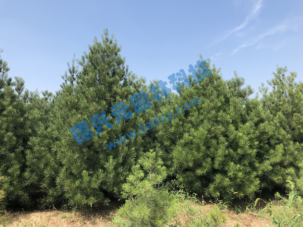 �c(di��n)���鿴Ԕ��(x��)��Ϣ��(bi��o)�}����Ƥ�� ��x�Δ�(sh��)��2381
