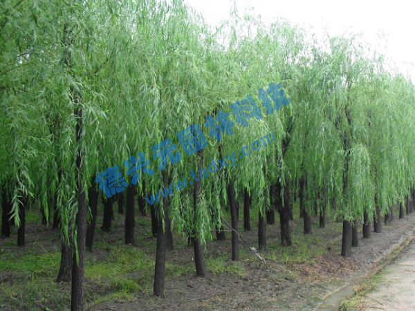 �c���鿴Ԕ����Ϣ���}������ ��x�Δ���2509