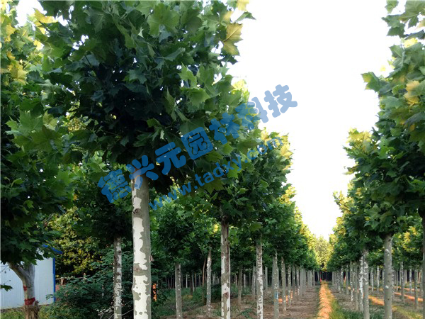 �c���鿴Ԕ����Ϣ��(bi��o)�}����ͩ ��x�Δ�(sh��)��2520