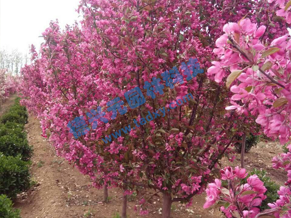 �c���鿴Ԕ����Ϣ��(bi��o)�}���k������ ��x�Δ�(sh��)��2339
