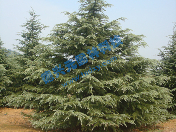 �c���鿴Ԕ����Ϣ���}��ѩ�� ��x�Δ�(sh��)��2041