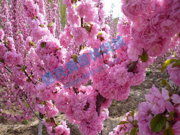 �c���鿴Ԕ����Ϣ���}���ѻ� ��x�Δ�(sh��)��2094